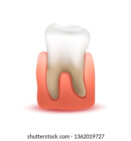 Realistic human tooth in pink gum on white