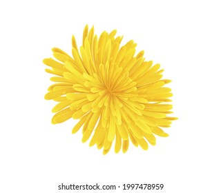 Realistic icon with dandelion flower without stem on white background vector illustration