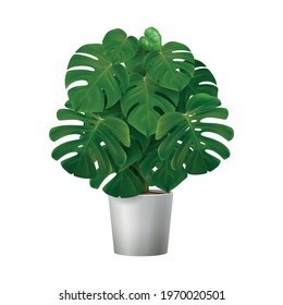 Realistic icon of monstera house plant growing in white pot vector illustration