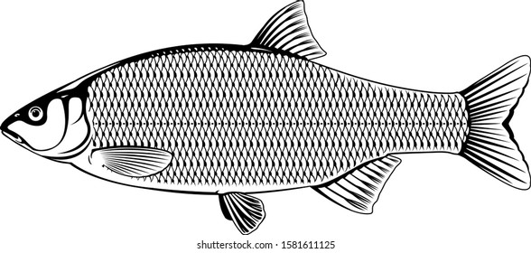 Realistic ide fish in black and white isolated illustration, one freshwater fish on side view