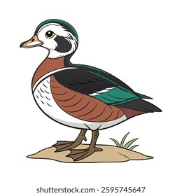 Realistic Illustration of African Pygmy Goose. Concept of Bird Design.