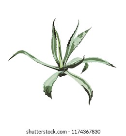 Realistic illustration of an agave plant. Isolated on white background. 