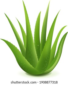 Realistic Illustration Of Aloe Vera With Gradient Mesh, Vector Illustration