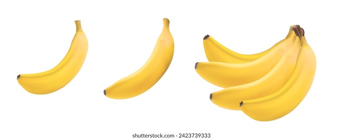 Realistic illustration of banana and of bunch of bananas isolated on white background, banana icon, banana image, vector illustration.