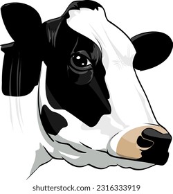 Realistic illustration of black and white cow head of friesian or holstein breed isolated front view