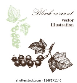 Realistic illustration of blackcurrant . Botanical drawing. . Design elements for postcards, ads, promotional invitations, medical markets and vegetarian cafe.