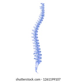 Ilustración Realista Perfil Óseo Columna Humana. Imagen Vectora Sistema Musculoesquelético Cuerpo Humano. Estructura de la columna vertebral. Estudio de los Métodos de Enfermedad y Tratamiento de Problemas. Cirugía médica, traumatología