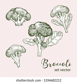 Realistic illustration of broccoli . Botanical drawing. Sketsh hand drawn. Design elements for postcards, ads, promotional invitations, medical markets and vegetarian cafe.