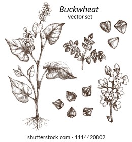 Realistic illustration of buckwheat . Botanical drawing. . Design elements for postcards, ads, promotional invitations, medical markets and vegetarian cafe.