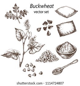 Realistic illustration of buckwheat . Botanical drawing. . Design elements for postcards, ads, promotional invitations, medical markets and vegetarian cafe.