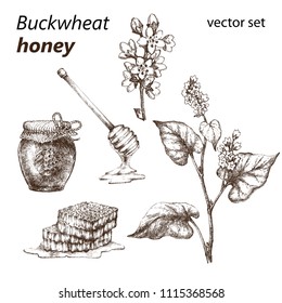 Realistic illustration of buckwheat . Botanical drawing. . Design elements for postcards, ads, promotional invitations, medical markets and vegetarian cafe.