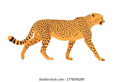 Realistic illustration of a cheetah. Cheetah standing in front of white background. Side view. Vector illustration