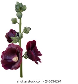 Realistic illustration of claret mallow (alcea) isolated on white background. Flowers with stem and buds.