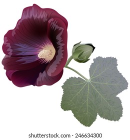 Realistic illustration of claret mallow flower (alcea) isolated on white background. One flower, bud and leaf.