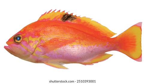 realistic illustration of a cut-out body of a flashy but delicious red-pink-and-yellow-patterned red Sunrise perch (Akaisaki, Caprodon schlegelii) fish on a white background.