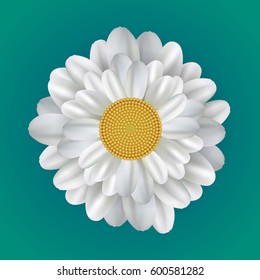 Realistic illustration of a daisy. Vector element for your creativity