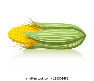 A realistic illustration of an ear of corn. Eps10 Vector.