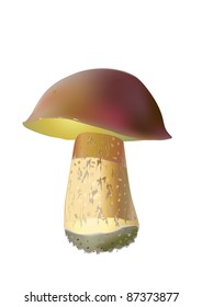 Realistic illustration of edible MUSHROOM. Isolated. Brown. Pilz. Vector.