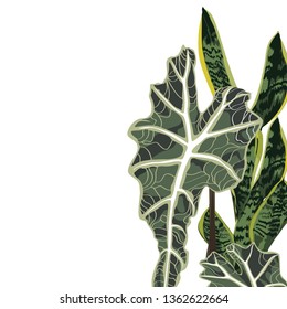 Realistic illustration of an exotic plant and leaves isolated on white background. Elegant card template. 