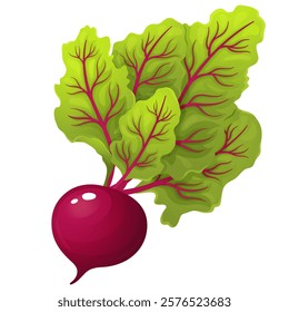 Realistic illustration of a fresh beetroot with green leaves and a deep red root. Perfect for themes related to healthy eating, organic food, gardening, thanksgiving, and culinary ingredients.
