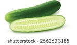 Realistic illustration of fresh cucumber fruit isolated on white background