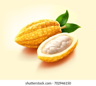 a realistic illustration of fresh, green, raw, unripe yellow cocoas pod, a pod cut in half contains cocoa beans inside, isolated on cream background.