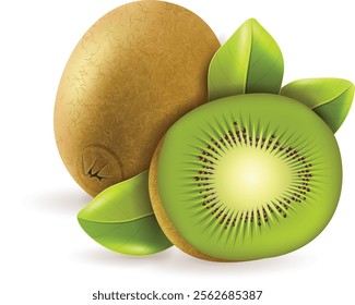 Realistic illustration of fresh kiwi fruit isolated white background