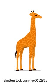 Realistic illustration of a giraffe. Vector object isolated on white background