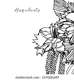 Realistic illustration of hazelnuts. Set of graphic hazelnuts elements, hand painted isolated on a white background.