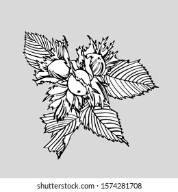 Realistic illustration of hazelnuts. Set of graphic hazelnuts elements, hand painted isolated on a white background.