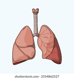Realistic illustration of healthy human lung anatomy