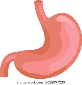 Realistic illustration of a healthy human stomach, highlighting the esophagus, duodenum, and its overall structure, set against a clean white background, useful for educational or medical purposes