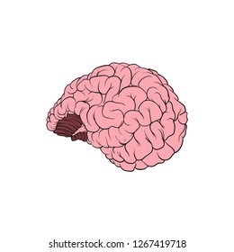 Realistic illustration of a human brain