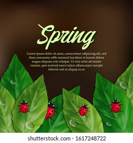 realistic illustration with ladybug insect on the leaves on the garden. Spring greeting card poster banner template