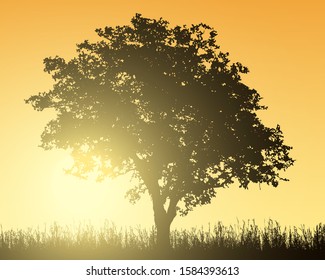 Realistic illustration of landscape with deciduous tree, oak or beech and grass under orange morning sky with rising sun - vector