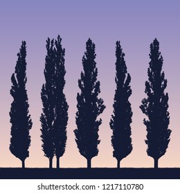 Realistic illustration of a landscape and row of poplars like a windbreak on the shore of grass under a purple blue sky with the rising or setting sun - vector