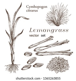 Realistic illustration of lemongrass. Botanical drawing.  Design elements for the menu, ads, promotional invitations, medical markets, and vegetarian cafe.