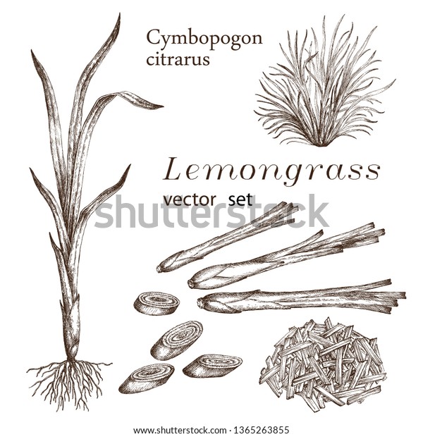 Realistic illustration of lemongrass.
Botanical drawing.  Design elements for the menu, ads, promotional
invitations, medical markets, and vegetarian
cafe.