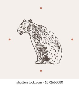 Realistic illustration of leopard. Hand drawn vector illustration