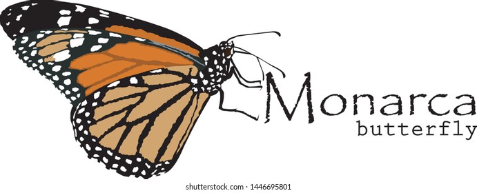 
Realistic illustration of monarch butterfly on white background - vector