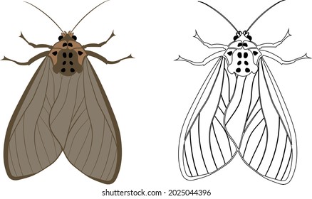 Realistic Illustration of Moth or Butterfly. Isolated on White Background. Insects Bugs Worms Pest and Flies.