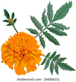 Realistic illustration of orange marigold flower (Tagetes) isolated on white background. One flower, bud and leaves.