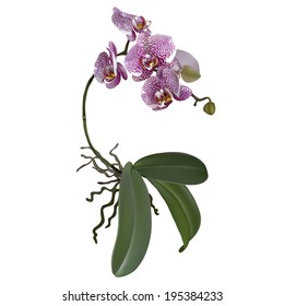 Realistic illustration of phalaenopsis and a branch of lilac spotted flowers, leaves and roots. 