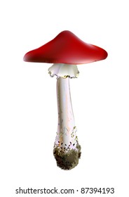 Realistic illustration of poisonous MUSHROOM. Isolated. Fly-agaric. Pilz. Vector.