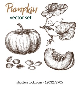 Realistic illustration of pumpkin . Botanical drawing. Sketsh hand drawn. Design elements for postcards, ads, promotional invitations, medical markets and vegetarian cafe.