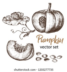 Realistic illustration of pumpkin . Botanical drawing. Sketsh hand drawn. Design elements for postcards, ads, promotional invitations, medical markets and vegetarian cafe.