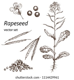 Realistic illustration of rapeseed . Botanical drawing. . Design elements for postcards, ads, promotional invitations, medical markets and vegetarian cafe.