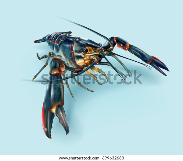 Realistic Illustration Red Claw Crayfish Freshwater Stock Vector ...