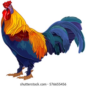 Realistic illustration of red rooster 