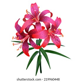 Realistic illustration of red tiger lily isolated on white background. Three flower and several leaves.